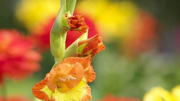 Gladiole Foto: Archiv
