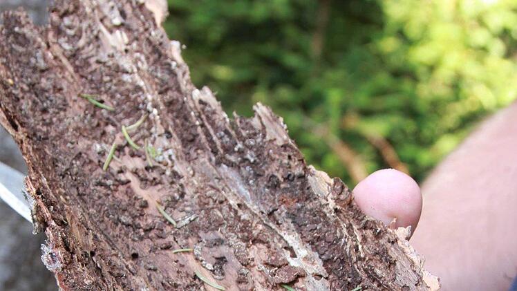Befällt der Borkenkäfer eine der empfindlichen Fichten, heißt es schnell reagieren. Wie gefährlich ist der Borkenkäfer für die Wälder in diesem Jahr? Foto: Carmen Schmitt