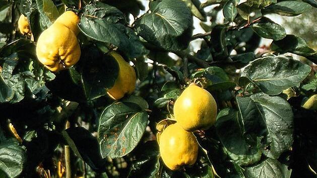 Symbolbild von Quitten (Foto: PdM)