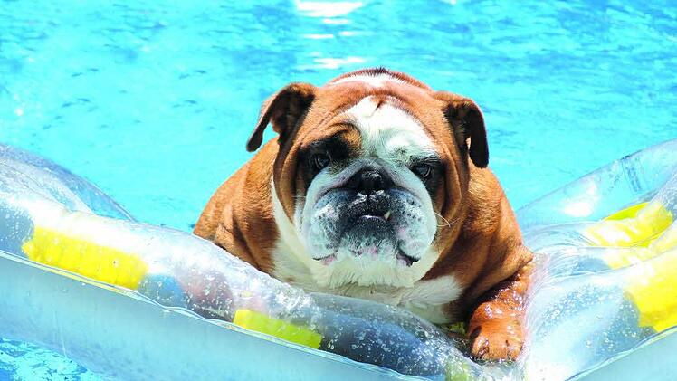 Sehr gut angenommen wurden die ersten beiden Hundebadetage im Stadionbad. Foto: Archiv