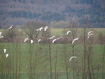 Ein Schwarm von über 30 weißen großen Vögeln schwebte in diesen Tagen in das Ellertal ein. Foto: Joseph Beck