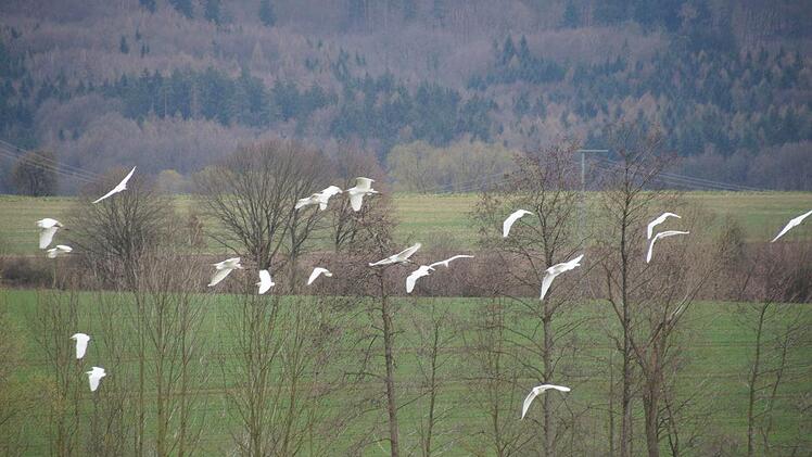 Ein Schwarm von über 30 weißen großen Vögeln schwebte in diesen Tagen in das Ellertal ein. Foto: Joseph Beck