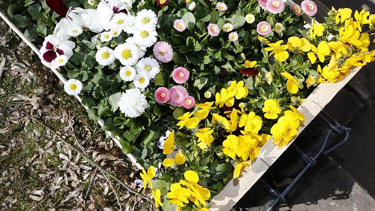 Blumen pflanzen mit den Garten- und Blumenfreunden Katschenreuth-Frankenberg Foto: Matthias Hoch