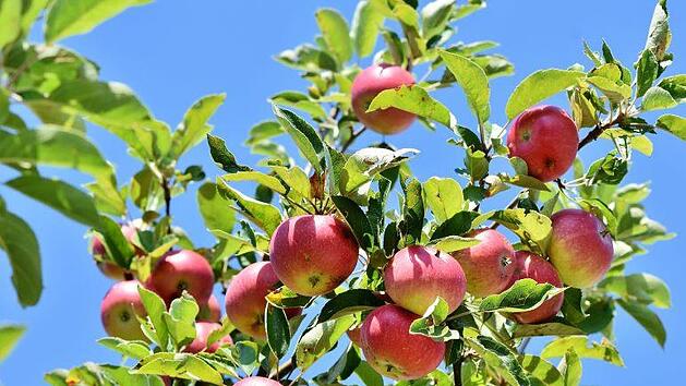 Der Apfelbaum: Schöne Pflanze, aber oft Streitthema zwischen Nachbarn. Bild: Josef Schröder