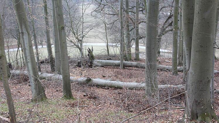 In den waldähnlichen oberen Bereichen des Hofgartens werden einige Bäume liegen- un d Stümpfe stehenbleiben. Dieses "Totholzangebot" (Bernhard Ledermann) soll Vögeln, kleinen Säugetieren und Insekten Unterschlupf und Nahrung bieten. Fotos: Simone Bastian