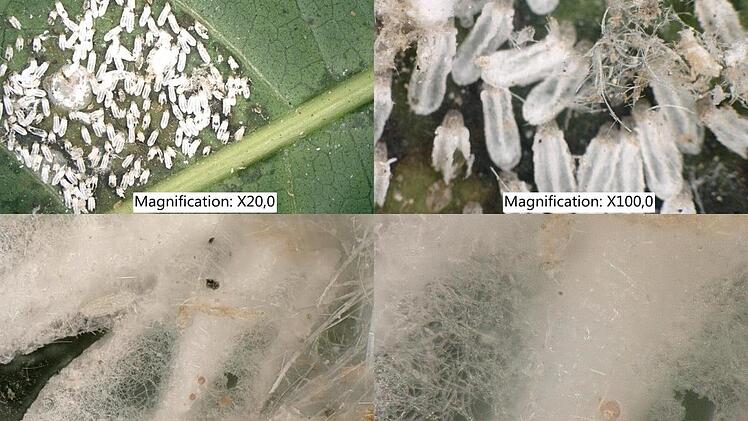 In 20- bis 1500-facher Vergrößerung: der Schädlingsbefall. Foto: Keyence