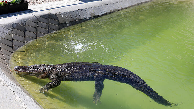 Alligator-Dame Frau Meyer im Gartenpool