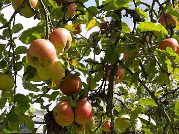 Vielleicht nicht makellos schön, dafür aber umso aromatischer ist Obst aus dem heimischen Garten. Foto: Archiv/ Anton Then