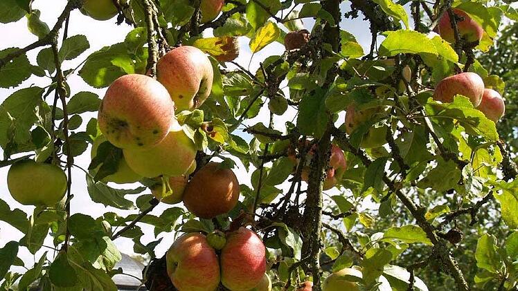 Vielleicht nicht makellos schön, dafür aber umso aromatischer ist Obst aus dem heimischen Garten. Foto: Archiv/ Anton Then