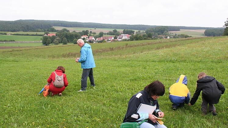 Kräuter suchen und bestimmen auf der Wiese Foto: Evi Seeger