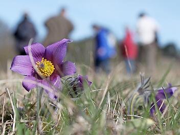 Einer der Stars der Wanderungen: die blaue Kuhschelle Foto: Markus Häggberg