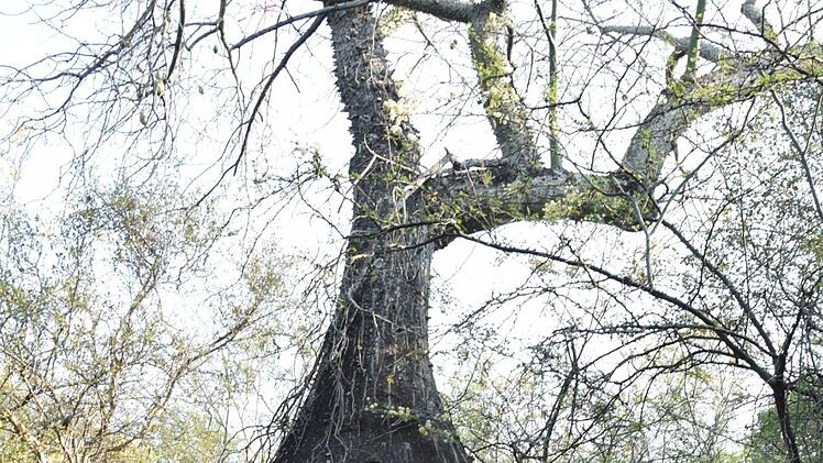 Magdalena Koch vor einem Flaschenbaum, der im Chaco Krieg als Scharfschützenversteck genutzt wurde. Foto: Magdalena Koch