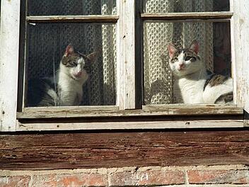 Ein Paar aus dem Landkreis Kulmbach hielt 70 Katzen in der Wohnung. Foto: Matthias Bein/dpa