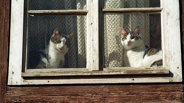 Ein Paar aus dem Landkreis Kulmbach hielt 70 Katzen in der Wohnung. Foto: Matthias Bein/dpa