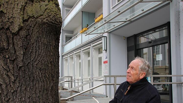 Norbert Klodwig hat eine Vermutung. Die Bäume in der Maxstraße sind Zeitzeugen Bad Kissinger Stadtgeschichte. Auf alten Bildern der Synagoge hat er die Eichen entdeckt. Das Stadtarchiv bewertet seine Theorie skeptisch. Foto: Charlotte Wittnebel-Schmitz