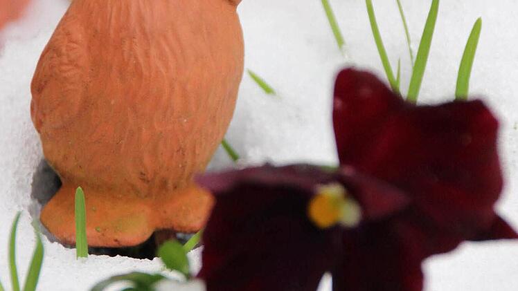 Stiefmütterchen im Schnee. Der Winter 20133/14 hat einen Vogel! Foto: Eckehard Kiesewetter