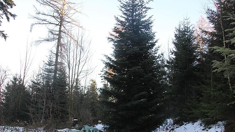 Der Baum wird "behutsam" gefälltVeronika Schadeck.
