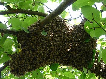 Die Eggolsheimer Familie Tatschner wunderte sich, was da plötzlich an ihrem Quittenbaum hing: ein Bienenschwarm. Fotos: Görner