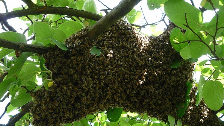 Die Eggolsheimer Familie Tatschner wunderte sich, was da plötzlich an ihrem Quittenbaum hing: ein Bienenschwarm. Fotos: Görner