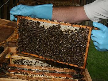 Die Kulmbacher Imker haben Angst vor dem kleinen Beutenkäfer. Foto: Archiv/Sonja Adam