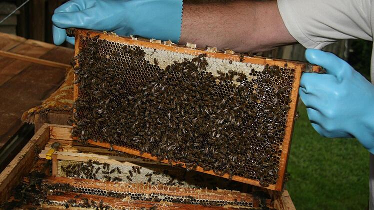 Die Kulmbacher Imker haben Angst vor dem kleinen Beutenkäfer. Foto: Archiv/Sonja Adam