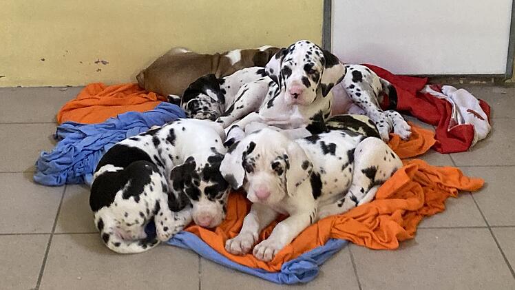 Tierheim Nürnberg: 99 Hunde aus illegalem Transport "endlich freigegeben" - nach fast zwei Jahren