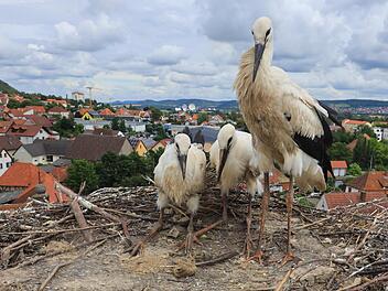 Drei Jungstörche wuchsen 2021 im Nest auf dem Mönchsturm auf, nun ist die Spannung groß, ob sie oder andere heuer dort brüten.