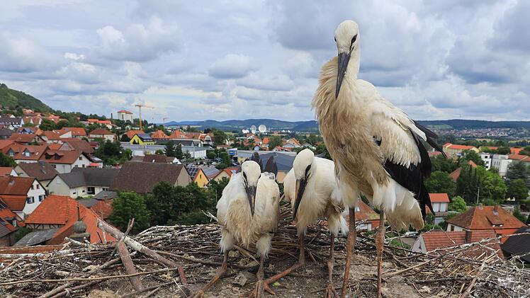 Drei Jungstörche wuchsen 2021 im Nest auf dem Mönchsturm auf, nun ist die Spannung groß, ob sie oder andere heuer dort brüten.