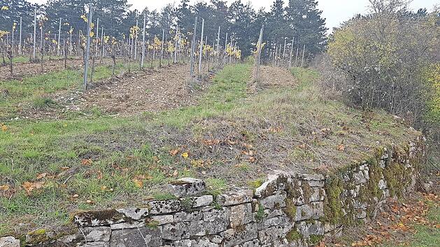 Die Untere Naturschutzbeh&ouml;rde des Landkreises hat zum Schutz hochgef&auml;hrdeter Tierarten verschiedene Projekte umgesetzt, wie zum Beispiel hier die Freistellung einer Trockenmauer f&uuml;r den Fetthennen-Bl&auml;uling.
