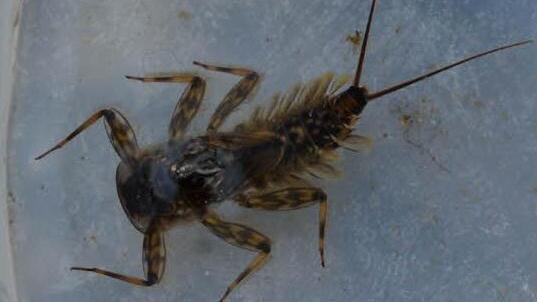 Ein Indikator für eine gute Wasserqualität ist die Larve der Eintagsfliege. Man erkennt sie an den drei Fortsätzen, von denen dieser Vertreter jedoch einen eingebüßt hat.