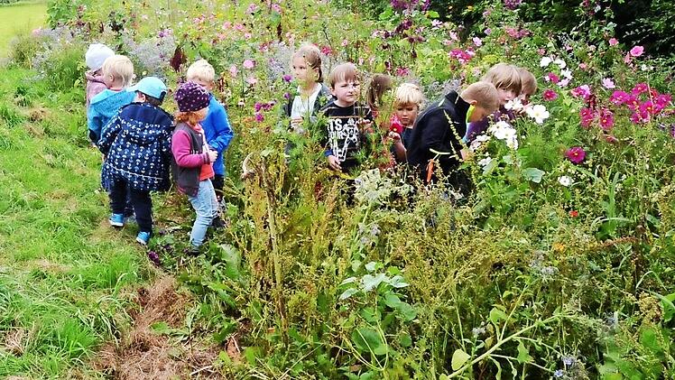 Was für ein Anblick voller Farbenvielfalt, und dann der Duft. Die Kinder vom Kindergarten Neukenroth können gar nicht genug schnuppern und riechen an der herrlichen Blütenpracht ihrer vielfältigen Blumen- und Kräuterwiese. Foto: K.- H. Hofmann