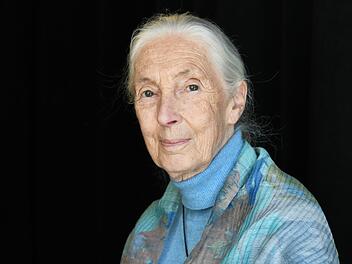 Tierforscherin Jane Goodall ist tot, sie starb im Alter von 91 Jahren.