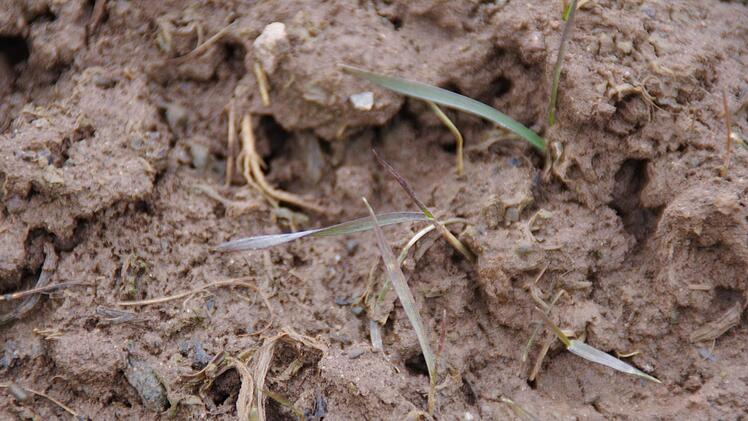 Der Winterweizen kämpft sich durch den Matsch der durchnässten Felder. Foto: Marco Meißner