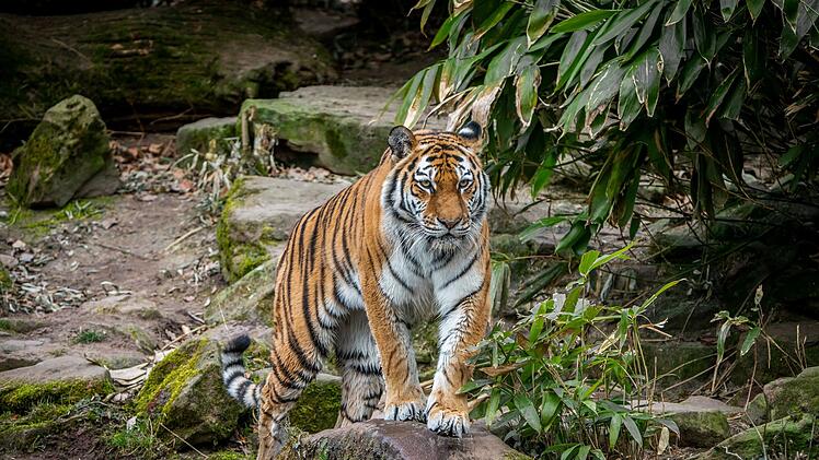 Tiergarten Nürnberg: Tiergarten versucht sich weiter an Tiger-Zucht