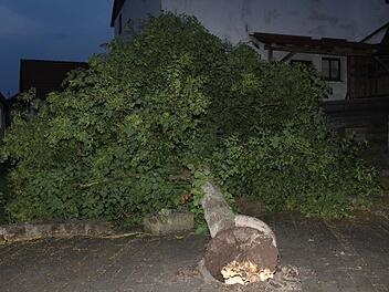 Die Böen machten dem Wurzelwerk zu schaffen. Der Baum an der Alten Schmiede in Gemünda knickte um. Foto: Carsten Höllein