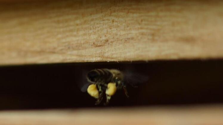 Frachtflug: Biene mit Pollen.Foto: Arkadius Guzy