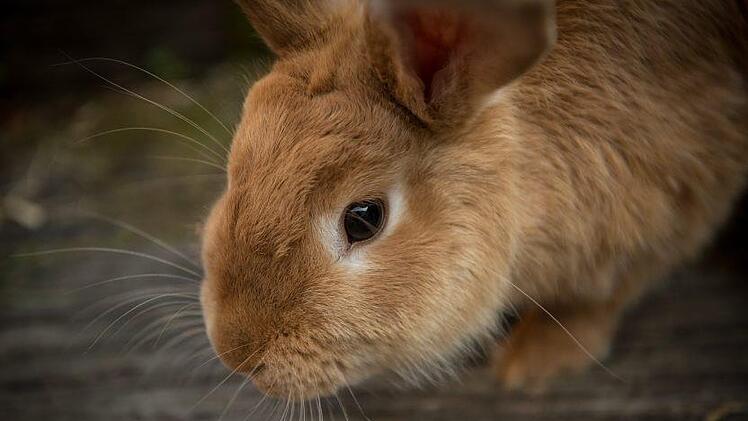 Ein Hase war das unschuldige Opfer eines Streits in Lichtenfels. Symbolfoto: pexels/pixabay.com