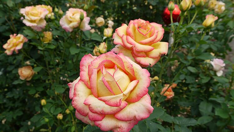 Hunderte Rosenstöcke verwandeln den Garten jedes Jahr in ein Blütenmeer. Foto: Rebecca Vogt