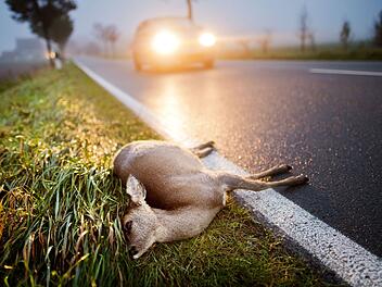 Landkreis Bamberg: Was ist bei einem Wildunfall zu tun? Landratsamt gibt Tipps Landkreis Bamberg: Was ist bei einem Wildunfall zu tun? Landratsamt gibt Tipps