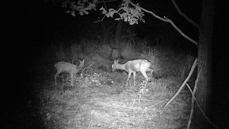 ...erobern wieder die Rehe die Fütterung.