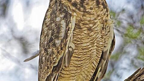 2. Preis "Naturschönheiten": Egid Orth für "Eulenblick".