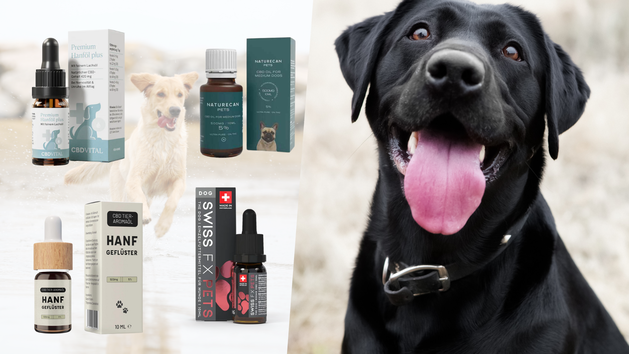 CBD-Öle als Therapieform für den Hund - diese Anbieter haben sich darauf spezialisiert.