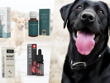 CBD-Öle als Therapieform für den Hund - diese Anbieter haben sich darauf spezialisiert.