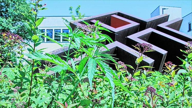 Hanfpflanzen vorm Amtsgericht?!