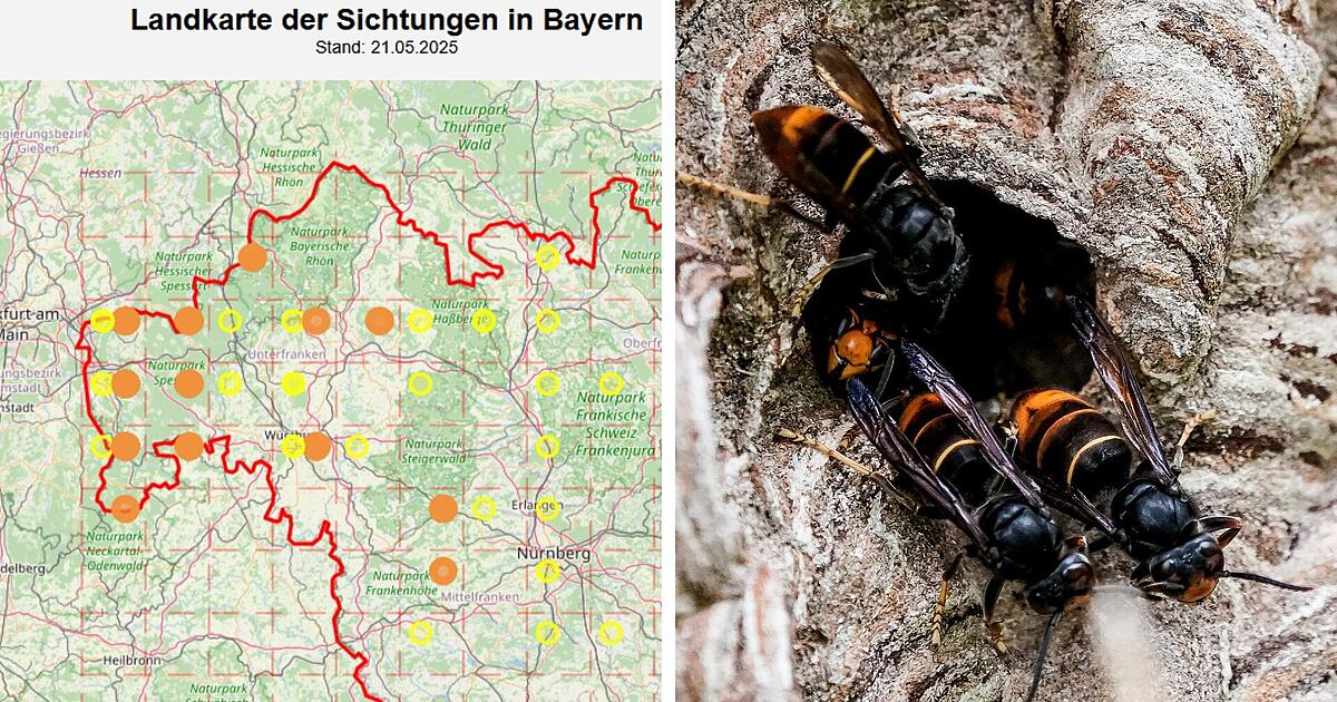 Asiatische Hornisse: Invasive Art auf dem Vormarsch - Fränkischer Experte ...