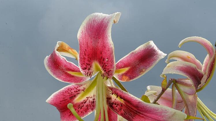 Foto: Ronald Rinklef