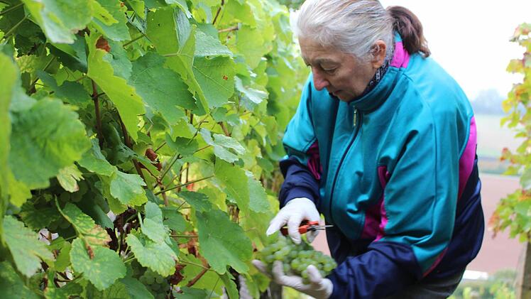 Monika Hornburg ist seit zwei Jahren bei der Weinlese dabei. Foto: Lisa Kieslinger