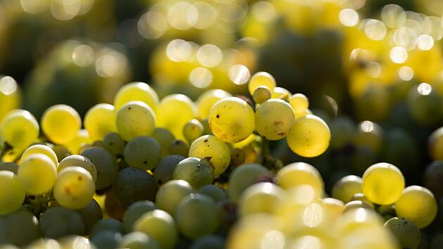 Klimawandel: Winzer pflanzen Weinberge radikal um - diese Sorten kommen bald in unsere Gläser