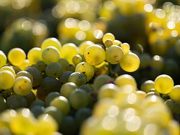Klimawandel: Winzer pflanzen Weinberge radikal um - diese Sorten kommen bald in unsere Gläser