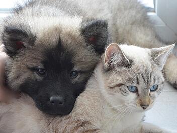 Hunde und Katzen tragen auch zum CO2-Ausstoß bei.